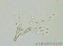 ポテリオデンドロンの様子