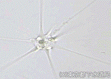 アメーバ ラディオサの様子