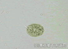 アルケラの様子