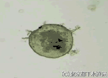 ケントロピキシスの様子