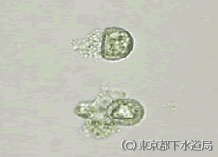 ピキシディクラの様子