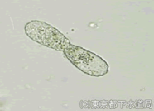 トリネマの様子