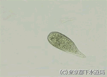 アンフィレプツスの様子