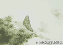 ブレファリスマの様子