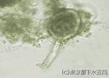 カエトスピラの様子