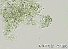 キロドネラの様子