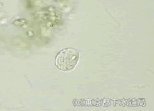 キネトキルムの様子