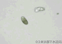 コレプスの様子