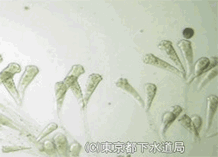 エピスティリスの様子