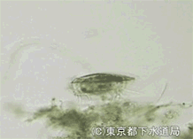 ユープロテスの様子