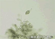リトノツスの様子