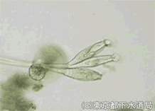 オペルクラリアの様子