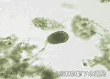 プロロドンの様子