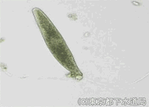 スピロストムムの様子