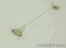トコフィリアの様子