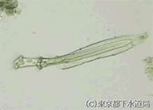 バギニコラの様子