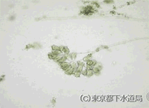 ゾータムニウムの様子