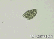レカネの様子