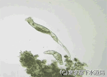 フィロディナの様子