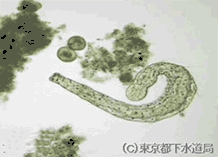 アエオロソマの様子