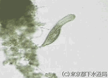 カエトノツスの様子