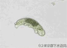 マクロビオツスの様子