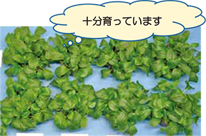 写真：写真-2 作物の生育試験