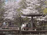 写真：砂町水再生センター　桜を観る会（1）