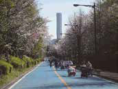 写真：砂町水再生センター　桜を観る会（2）