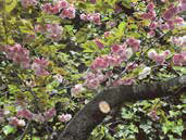 写真：中川水再生センター　八重桜を見る会（1）