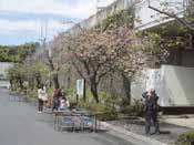 写真：中川水再生センター　八重桜を見る会（2）