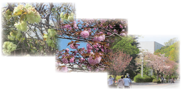 写真：中川水再生センター　八重桜を見る会