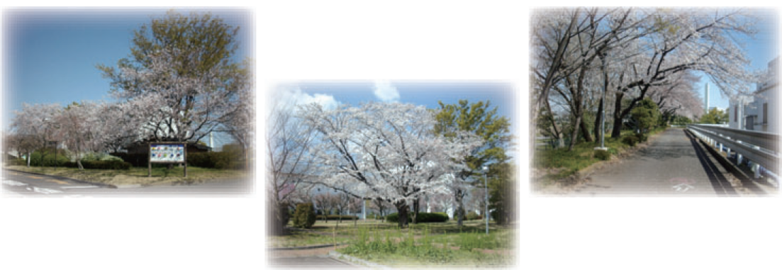 写真：砂町水再生センター　桜を見る会