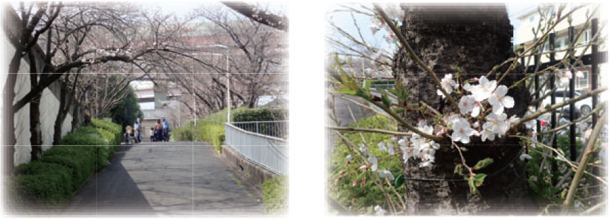 写真：小菅水再生センター　桜を楽しもうin小菅