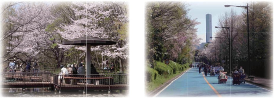 写真：三河島水再生センター　さくら観賞会