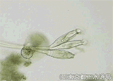 オペルクラリア