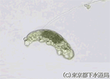 マクロビオツス