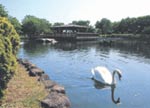 三河島処理場上部公園の池にいる鳥
