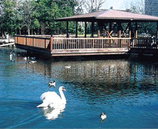 公園内の池に浮かぶアヒルの写真