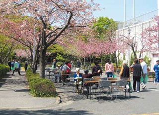 八重桜を見る会の光景