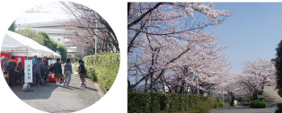 小菅水再生センター「桜を楽しもう」の様子